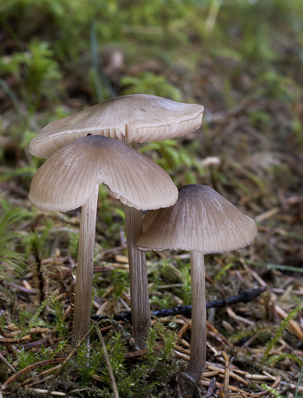 Entoloma conferendum